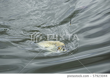 抹刀鯉魚釣魚 57923044