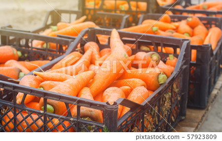 Freshly harvested carrots in boxes. Eco friendly vegetables ready for sale. Summer harvest. Agriculture. Farming. Agro-industry. Organic, bio carrot. Harvesting. Ukraine Kherson region. Freshly harvested carrots in boxes. Eco friendly vegetables ready for sale. Summer harvest. Agriculture. Farming. Agro-industry. Organic, bio carrot. Harvesting. Ukraine Kherson region. 57923809