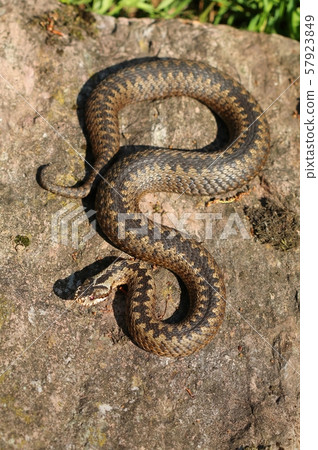 Common European adder Vipera berus 57923849