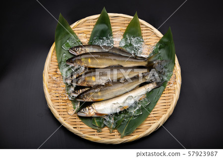 鮭魚 鮭魚 57923987