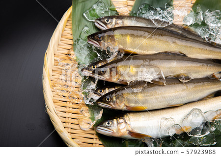 鮭魚 鮭魚 57923988
