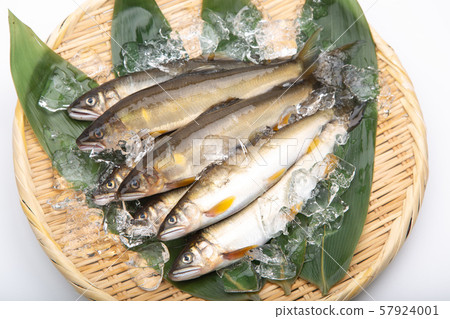 Salmon Ayu Fish 57924001