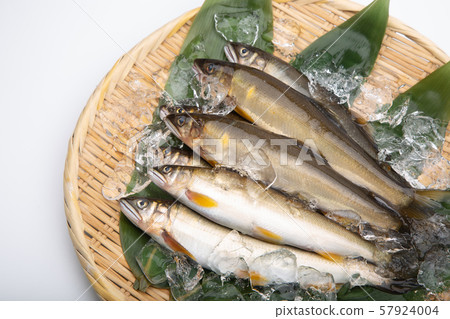 Salmon Ayu Fish Salmon Ayu Fish 57924004