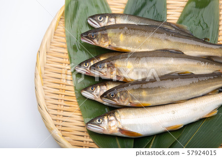 鮭魚 鮭魚 57924015