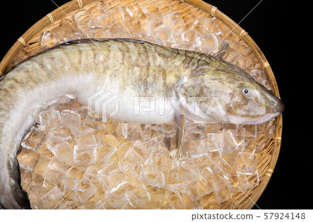 Tanaka genge fish Tanaka genge fish 57924148