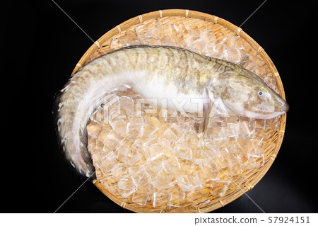 田中g魚 57924151