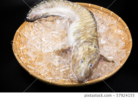 Tanaka genge fish 57924155
