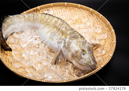 Tanaka genge fish 57924176