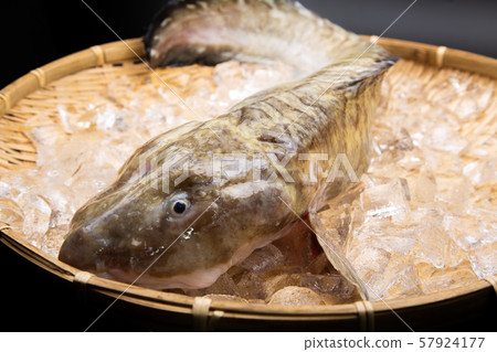 田中g魚 田中g魚 57924177