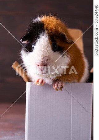 Guinea pig outlet climbing