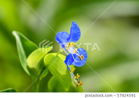 Axilla Axilla 57924591