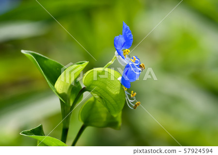 Axilla Axilla 57924594