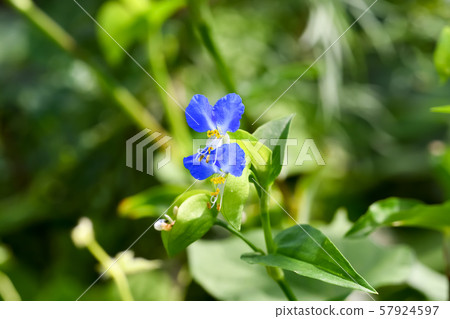 鴨蹠草 鴨蹠草 57924597