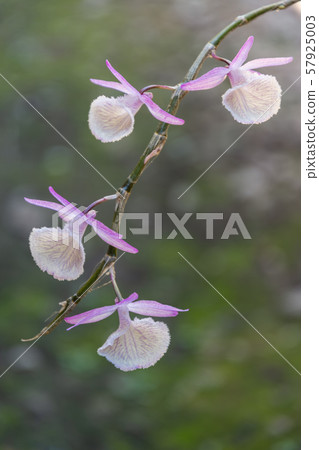 Dendrobium primulinum Beautiful wild orchids Dendrobium primulinum Beautiful wild orchids 57925003