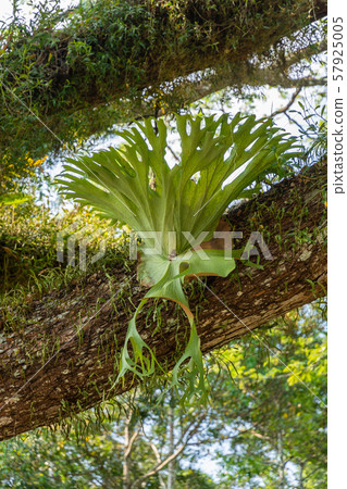 Platycerium holttumii Joncheere green leaf on big tree Platycerium holttumii Joncheere green leaf on big tree 57925005