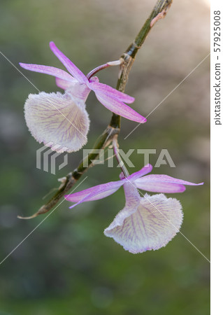 Dendrobium primulinum Beautiful wild orchids Dendrobium primulinum Beautiful wild orchids 57925008