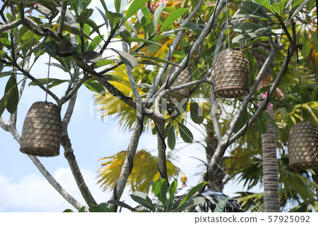 Bamboo lighting hanging on a tree 57925092