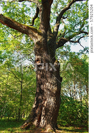 centenarian oak tree low angle view 57925204