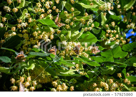 Monarch butterflies perform annual migrations 57925860