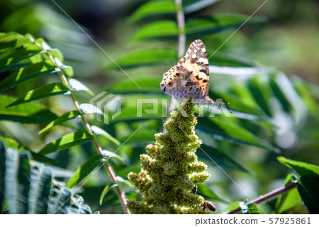 Monarch Butterfly Danaus plexippus . Monarch 57925861