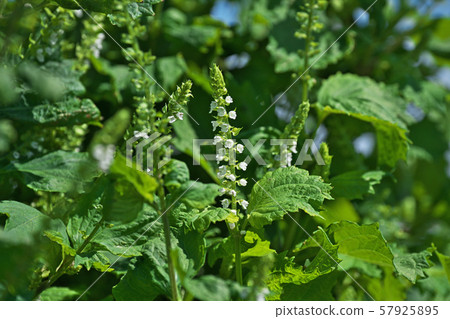 白紫蘇花 照片素材 圖片 圖庫