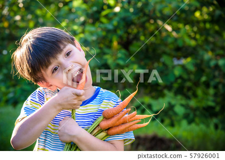 Little child eating fresh harvested ripe carrots Little child eating fresh harvested ripe carrots 57926001