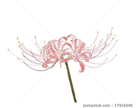 Higanbana (Higanbana) Higanbana (Higanbana) 57926096