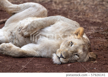 lions mating in kruger park south africa 57926141