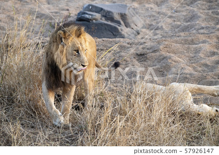 lions mating in kruger park south africa lions mating in kruger park south africa 57926147