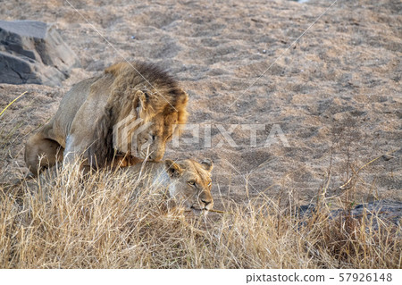 lions mating in kruger park south africa lions mating in kruger park south africa 57926148