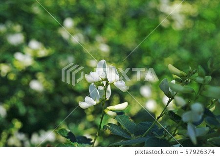 White hagi flower White hagi flower 57926374