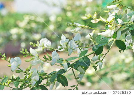 White hagi flower 57926380