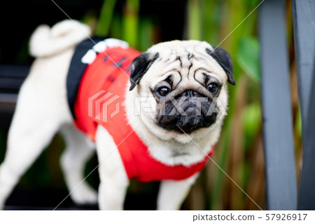 cute dog pug breed have a question and making funny face feeling so happiness and fun,Selective focus,Friendship Concept cute dog pug breed have a question and making funny face feeling so happiness and fun,Selective focus,Friendship Concept 57926917