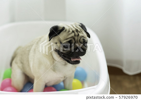 pug balls