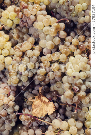 Amber cluster in a crate. Harvesting and wine making. Portrait image. Selective focus Amber cluster in a crate. Harvesting and wine making. Portrait image. Selective focus 57927194