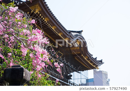 成田山新正寺哭泣的櫻花和總門(千葉縣成田市)2019年4月 成田山新正寺哭泣的櫻花和總門(千葉縣成田市)2019年4月 57927490