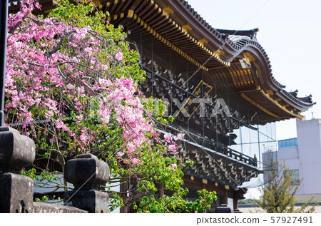 成田山新正寺哭泣的櫻花和總門(千葉縣成田市)2019年4月 成田山新正寺哭泣的櫻花和總門(千葉縣成田市)2019年4月 57927491