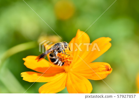 Himehara na gussetti Himehara na gussetti 57927857