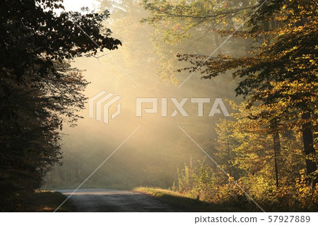 Autumn deciduous forest on a sunny foggy morning 57927889