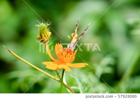 鯊魚的鬍子 57928000