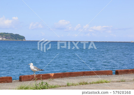 小樽海小樽海海鷗 小樽海小樽海海鷗 57928168