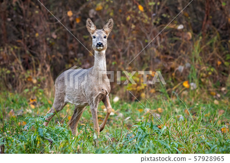 Roe deer doe in autumn moving forward with leg in the air. Roe deer doe in autumn moving forward with leg in the air. 57928965