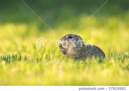 European ground squirrel feeding with herb on green meadow at sunrise European ground squirrel feeding with herb on green meadow at sunrise 57928981