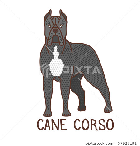 Isolated Cane Corso in Hand Drawn Doodle Style 57929191