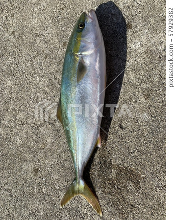 Yellowtail fish  57929382