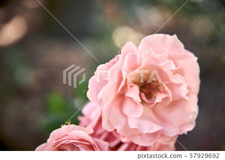 view of a small spider on a rose 57929692