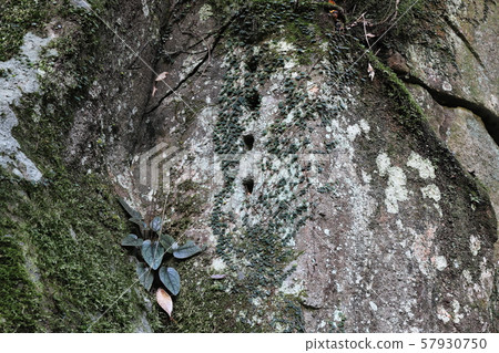 在岩石上還保留著Kakehashizaka箭孔 在岩石上還保留著Kakehashizaka箭孔 57930750