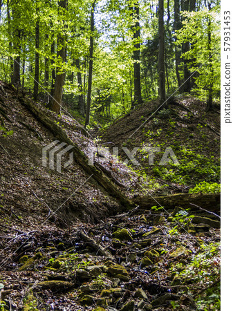 a deep forest a deep forest 57931453
