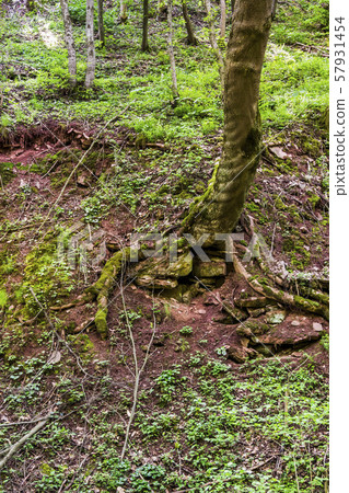 deep ravine in the forest deep ravine in the forest 57931454