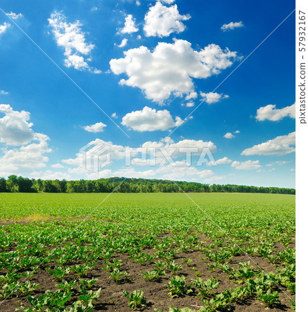 Picturesque green beet field and blue sky with 57932167